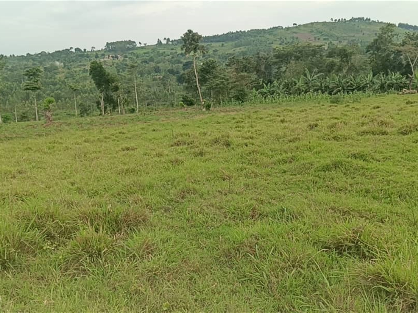 Residential Land for sale in Kiwawu Mityana