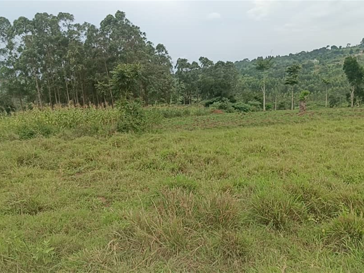 Residential Land for sale in Kiwawu Mityana