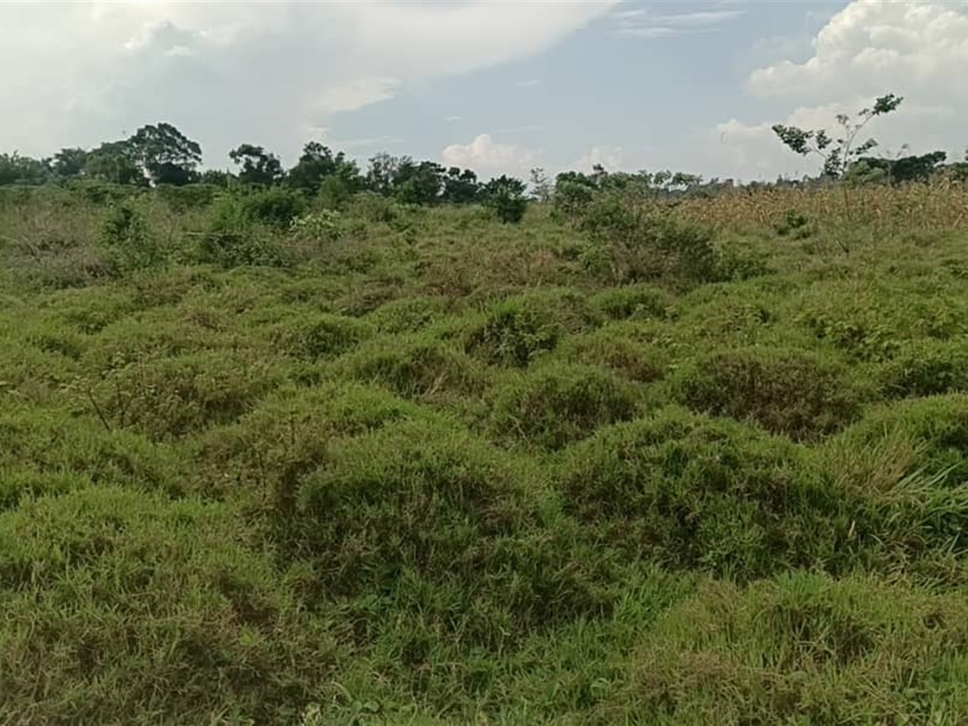 Residential Land for sale in Kiwawu Mityana