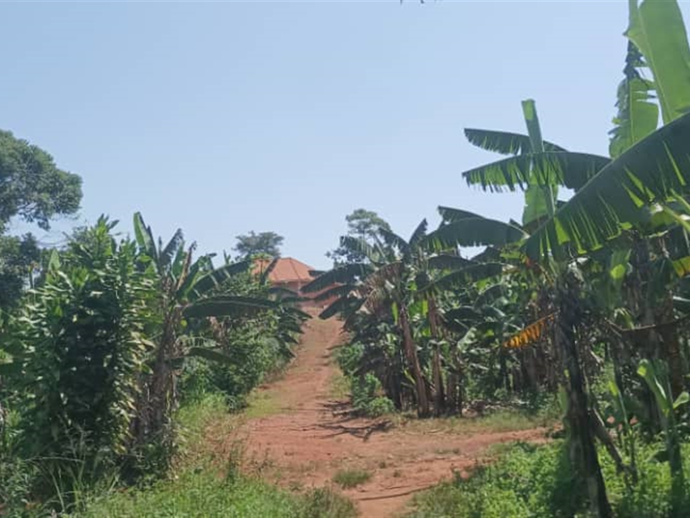 Residential Land for sale in Busukuma Wakiso