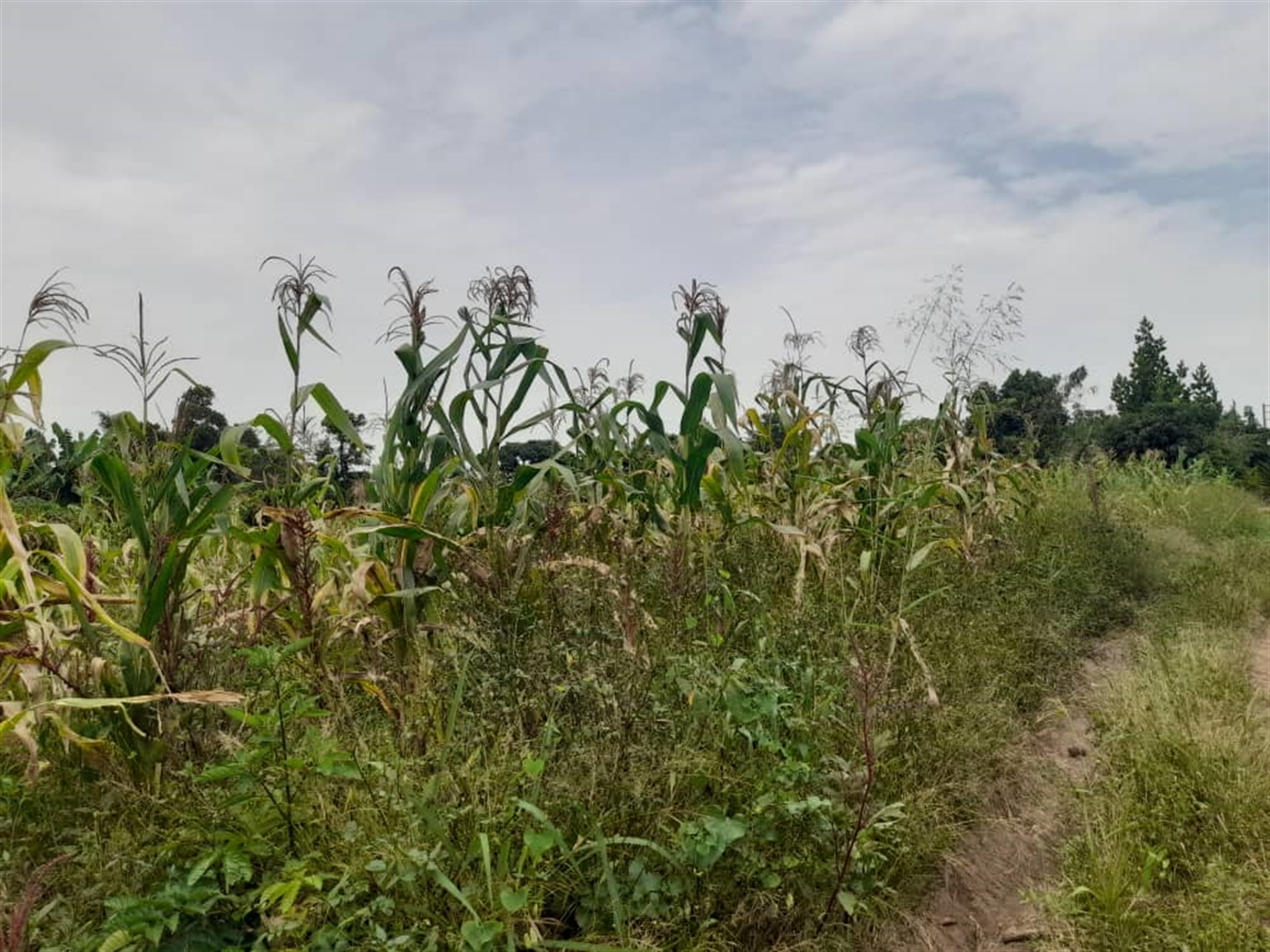 Residential Land for sale in Bombo Luweero