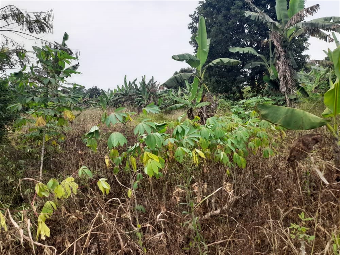 Residential Land for sale in Bombo Luweero