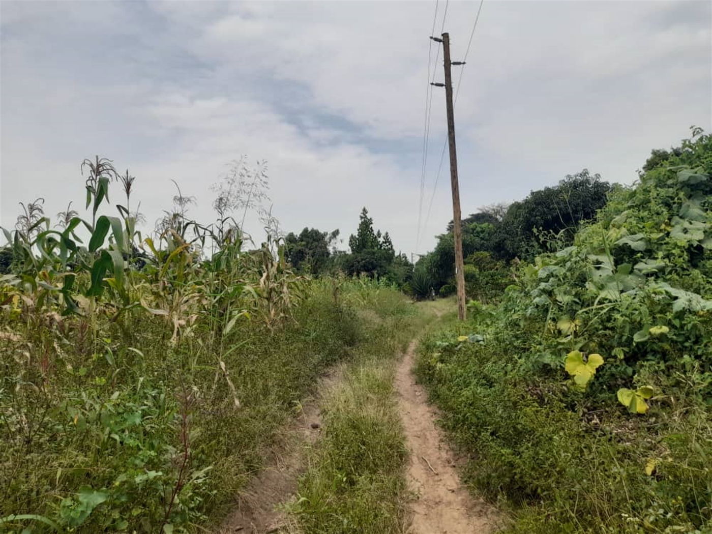 Residential Land for sale in Bombo Luweero