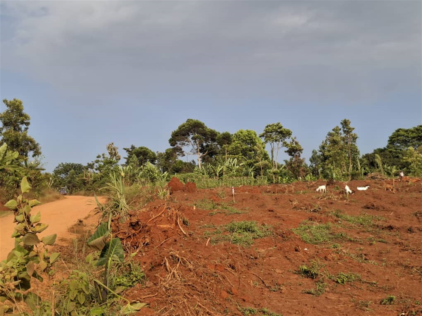 Residential Land for sale in Namulonge Wakiso