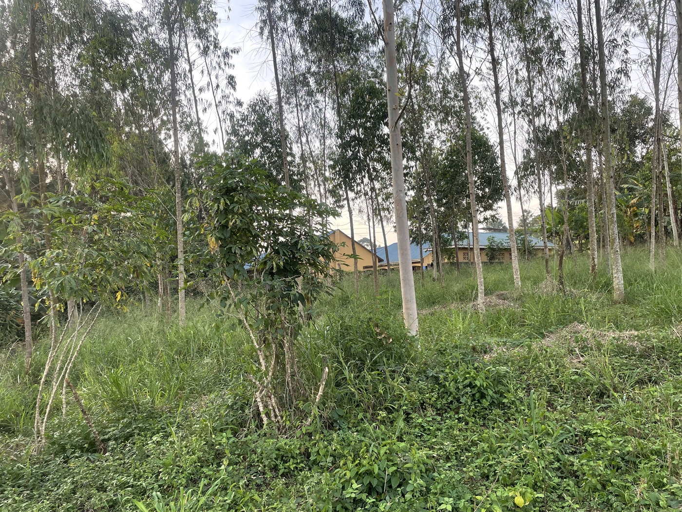 Residential Land for sale in Kiwenda Wakiso