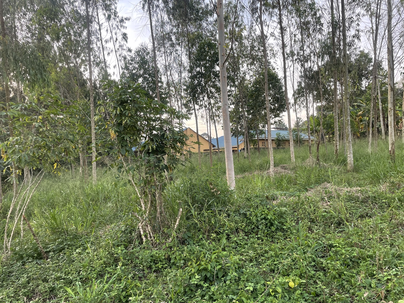 Residential Land for sale in Kiwenda Wakiso