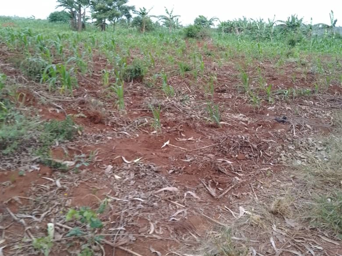 Residential Land for sale in Kikyuusa Luweero