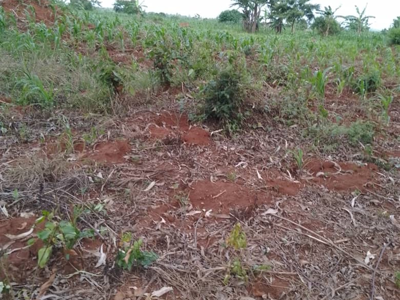 Residential Land for sale in Kikyuusa Luweero