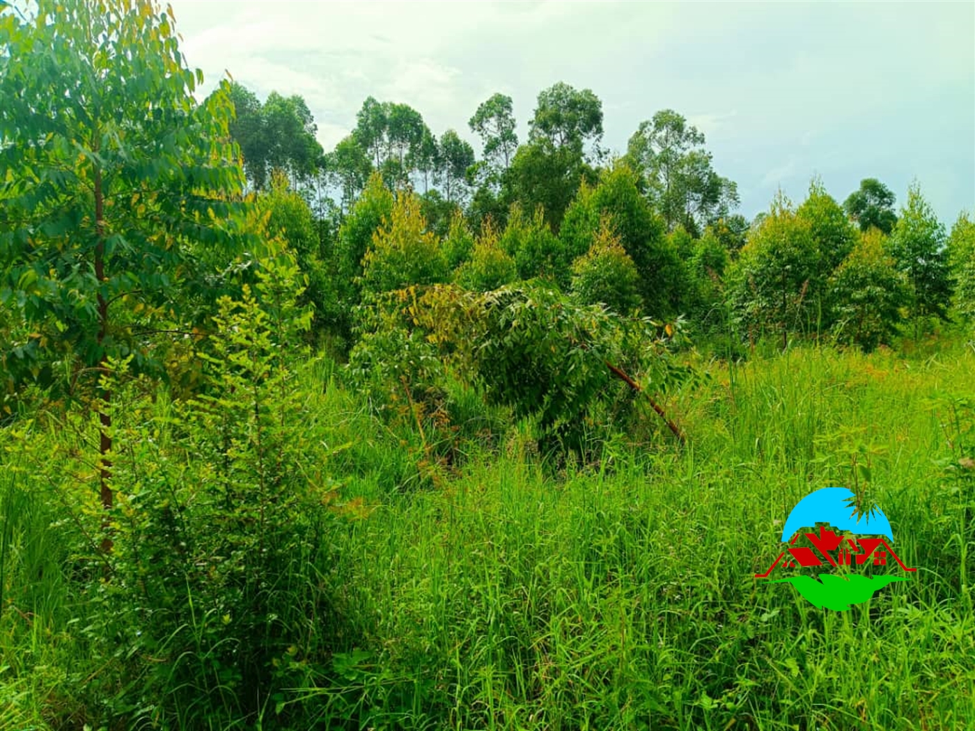 Agricultural Land for sale in Buzibweera Luweero