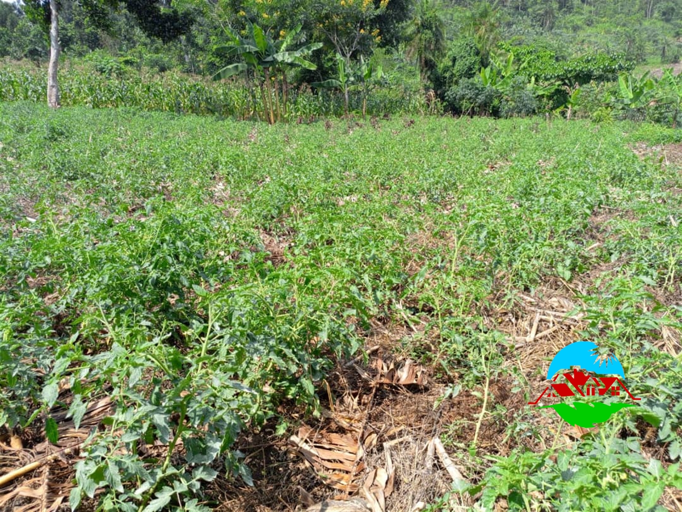 Agricultural Land for sale in Buzibweera Luweero