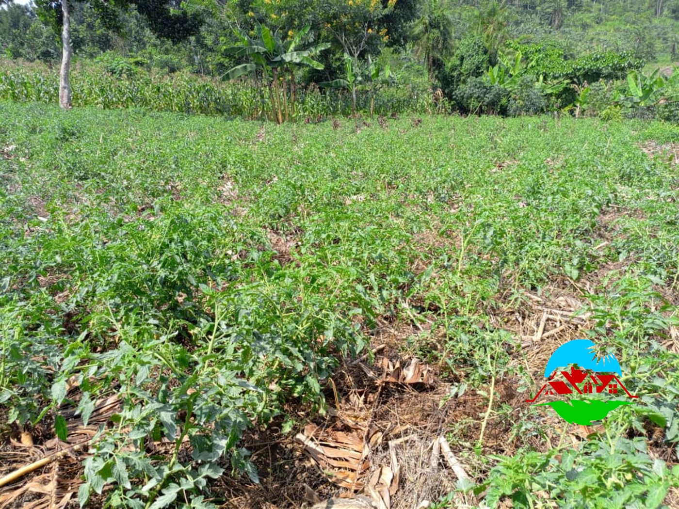 Residential Land for sale in Kiwenda Wakiso