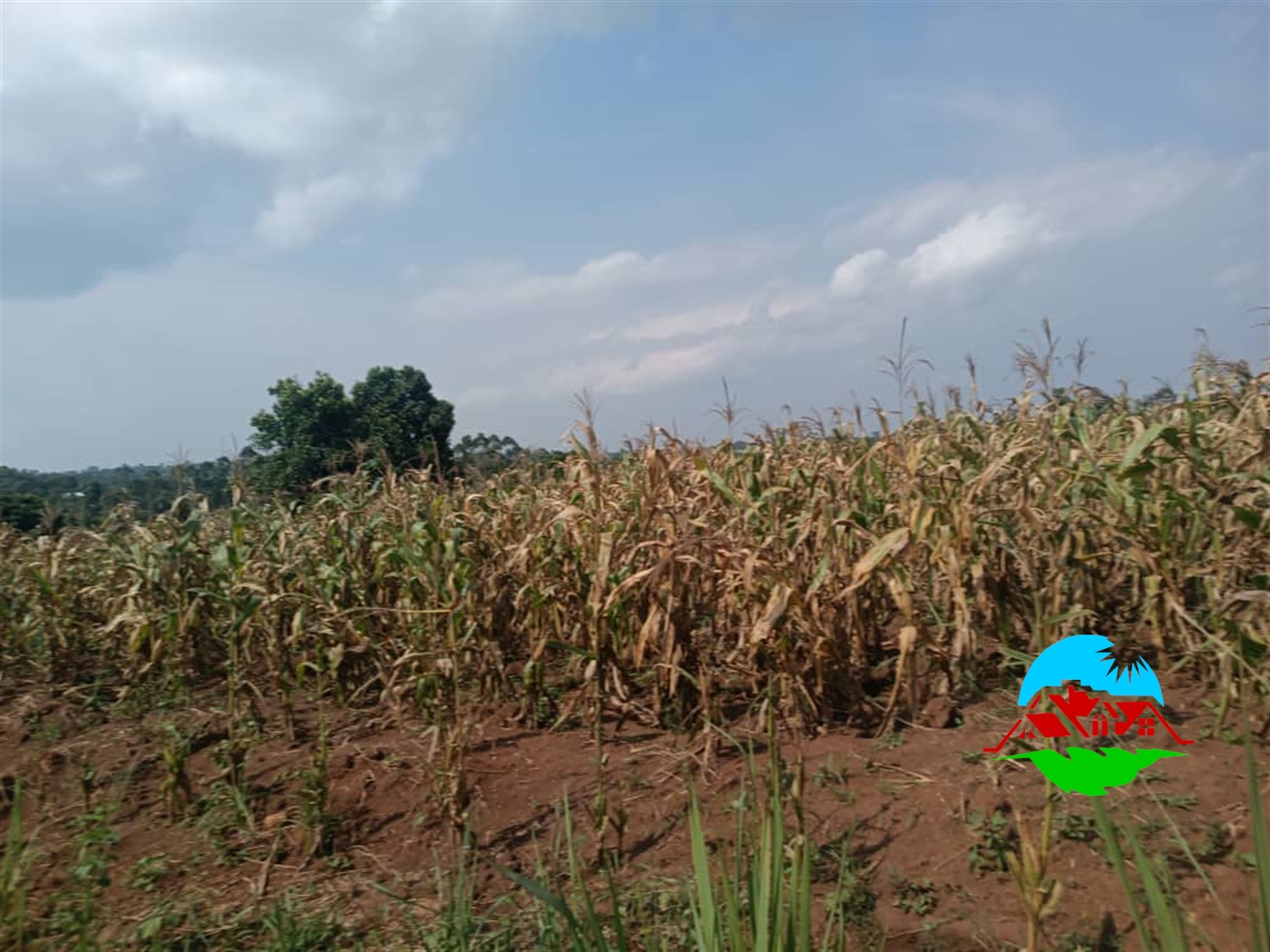 Residential Land for sale in Kiyunga Mukono