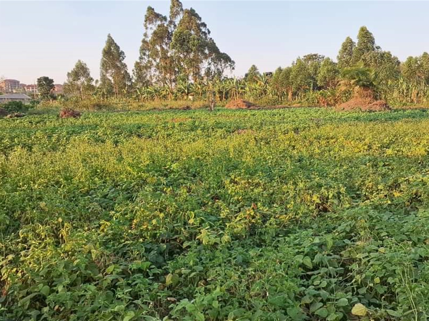 Residential Land for sale in Nsasa Wakiso