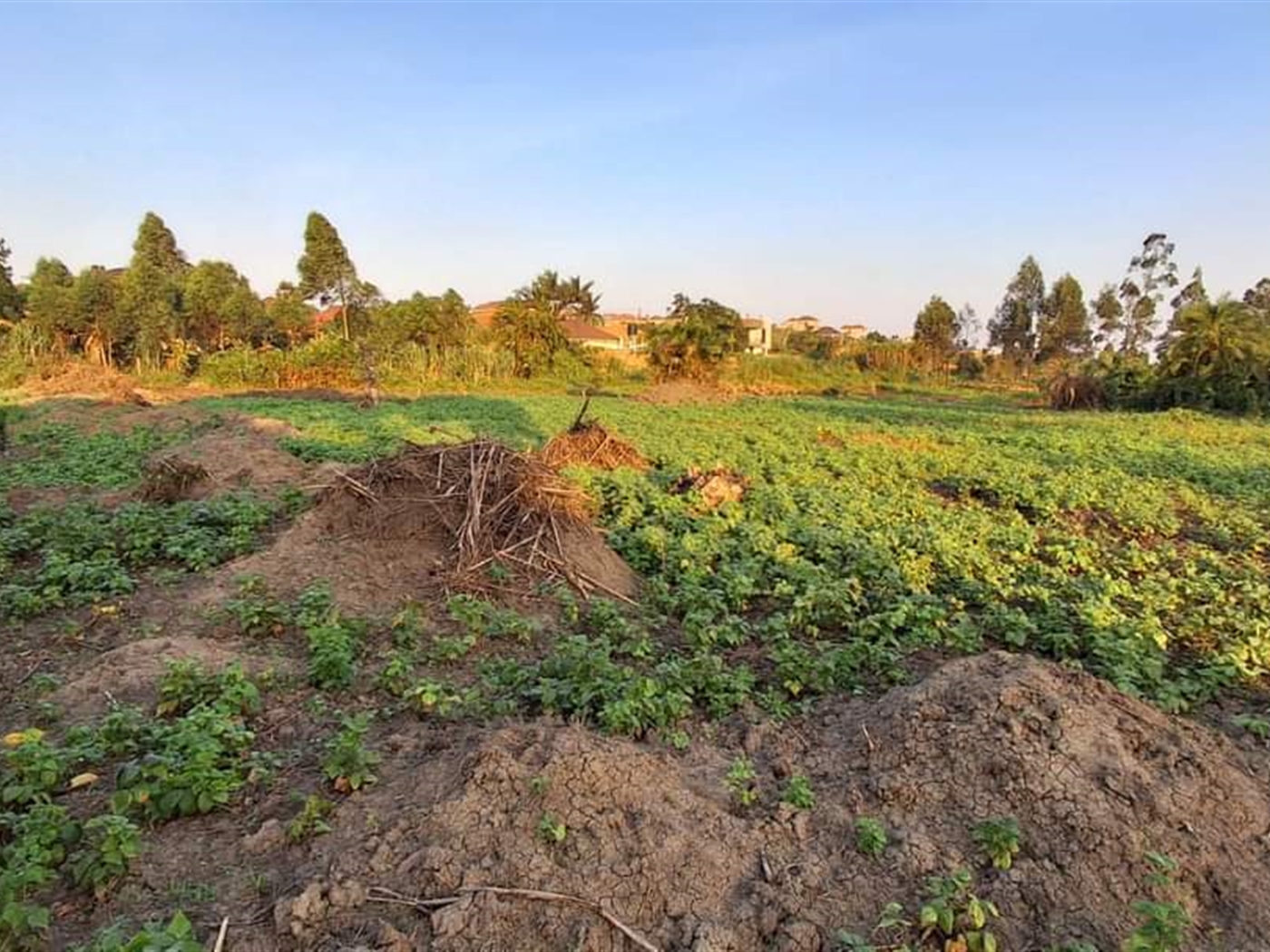 Residential Land for sale in Nsasa Wakiso