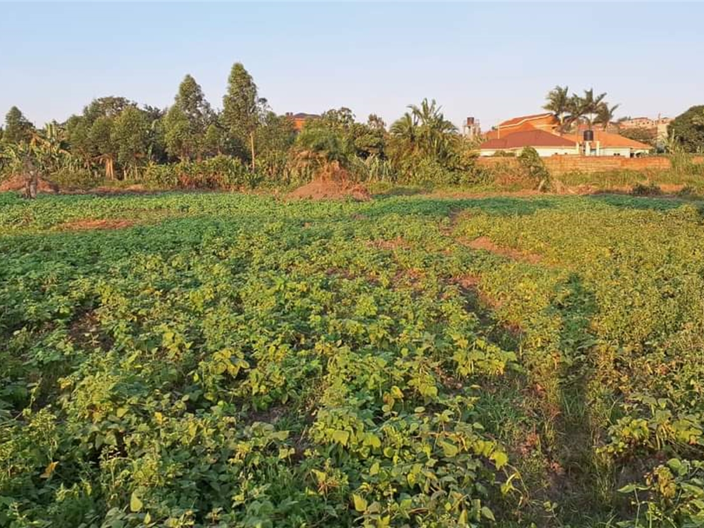 Residential Land for sale in Nsasa Wakiso