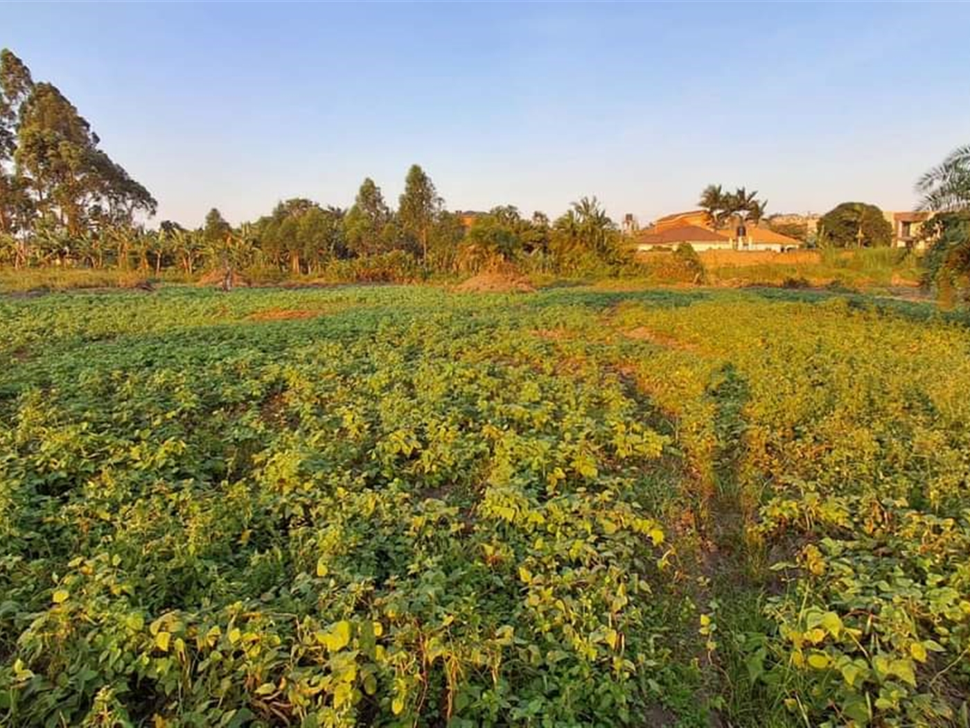 Residential Land for sale in Nsasa Wakiso