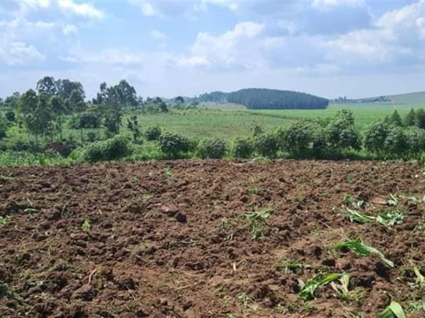 Commercial Land for sale in Najjembe Mukono