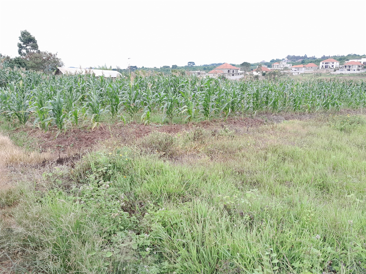 Residential Land for sale in Kitukutwe Wakiso