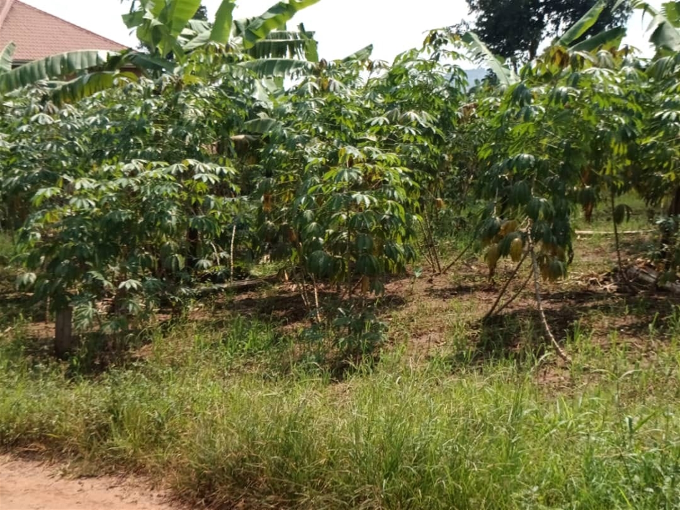 Residential Land for sale in Bweya Wakiso