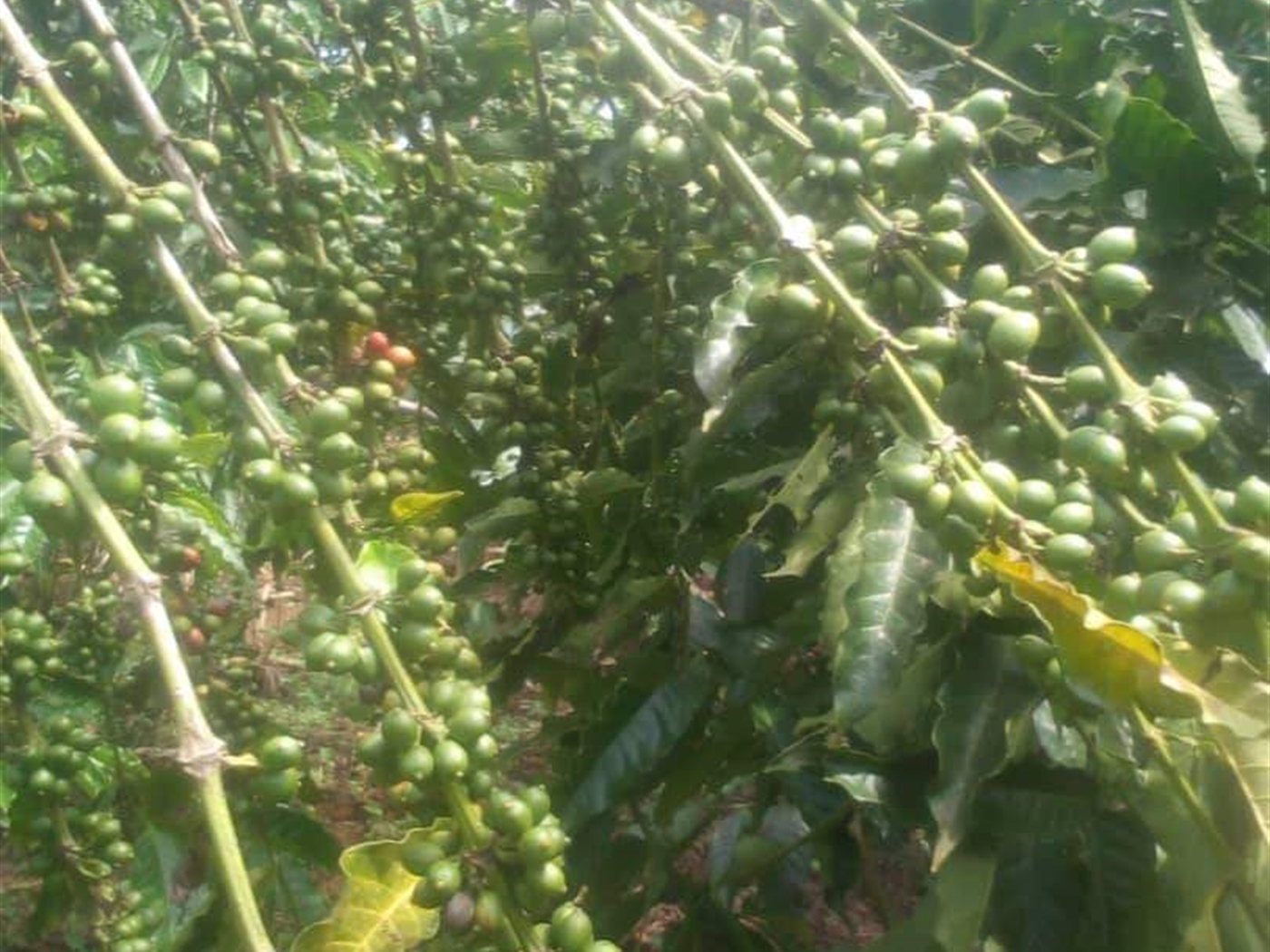 Agricultural Land for sale in Kiwoko Nakaseke