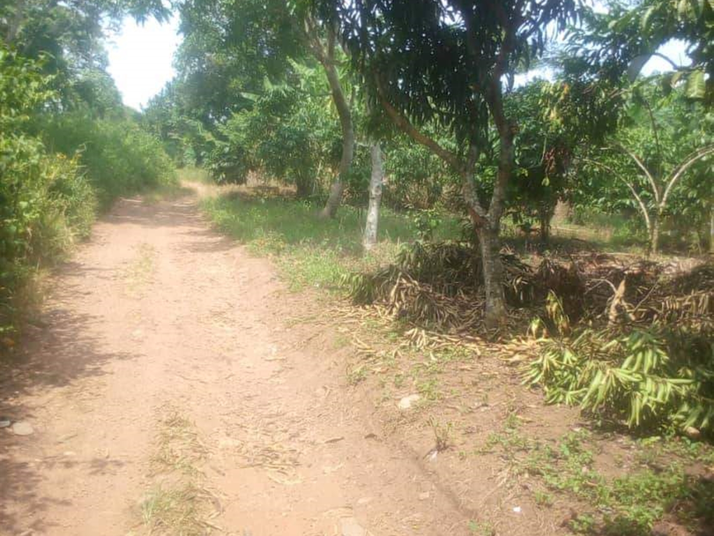 Agricultural Land for sale in Kiwoko Nakaseke