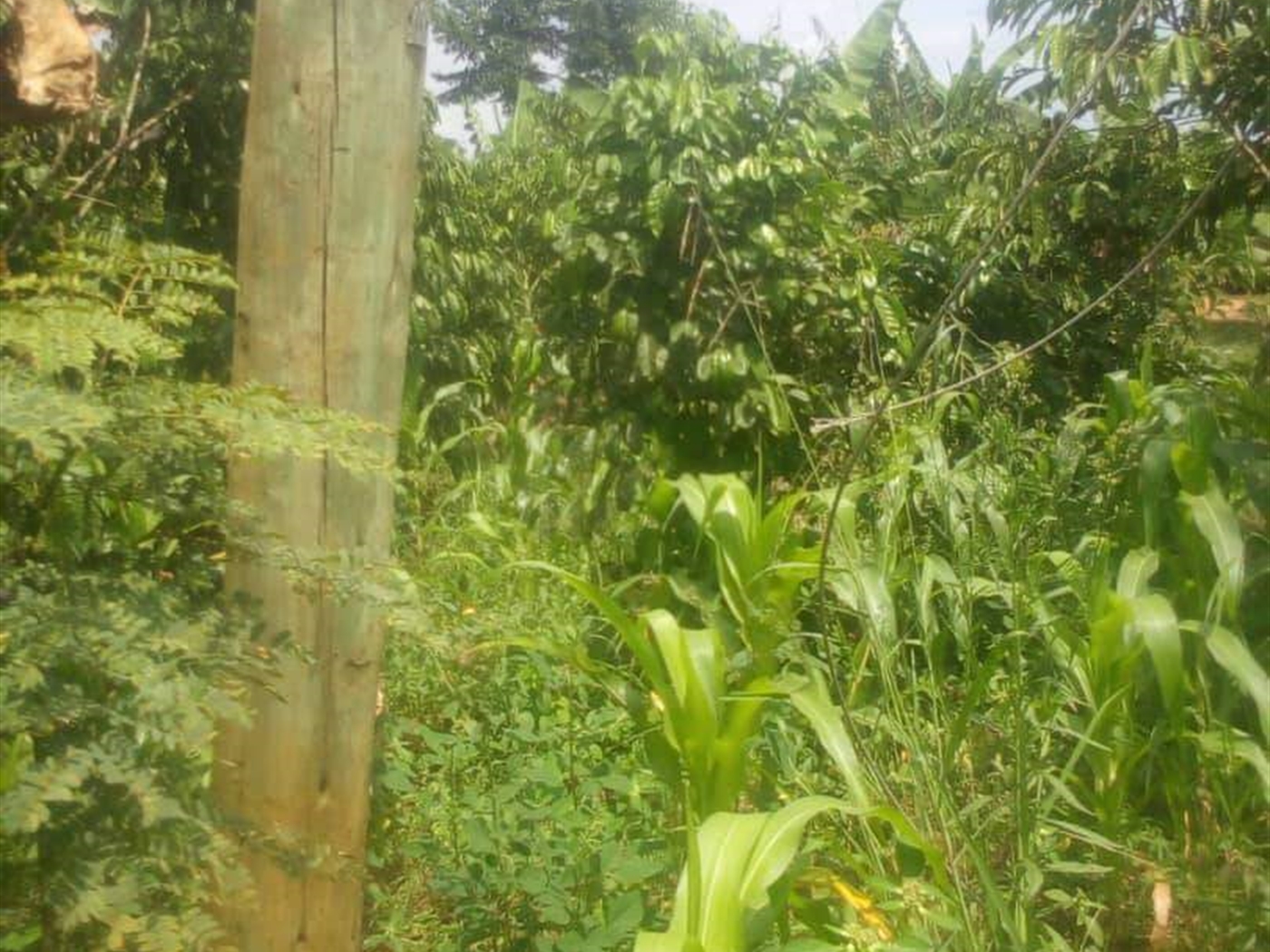 Agricultural Land for sale in Kiwoko Nakaseke