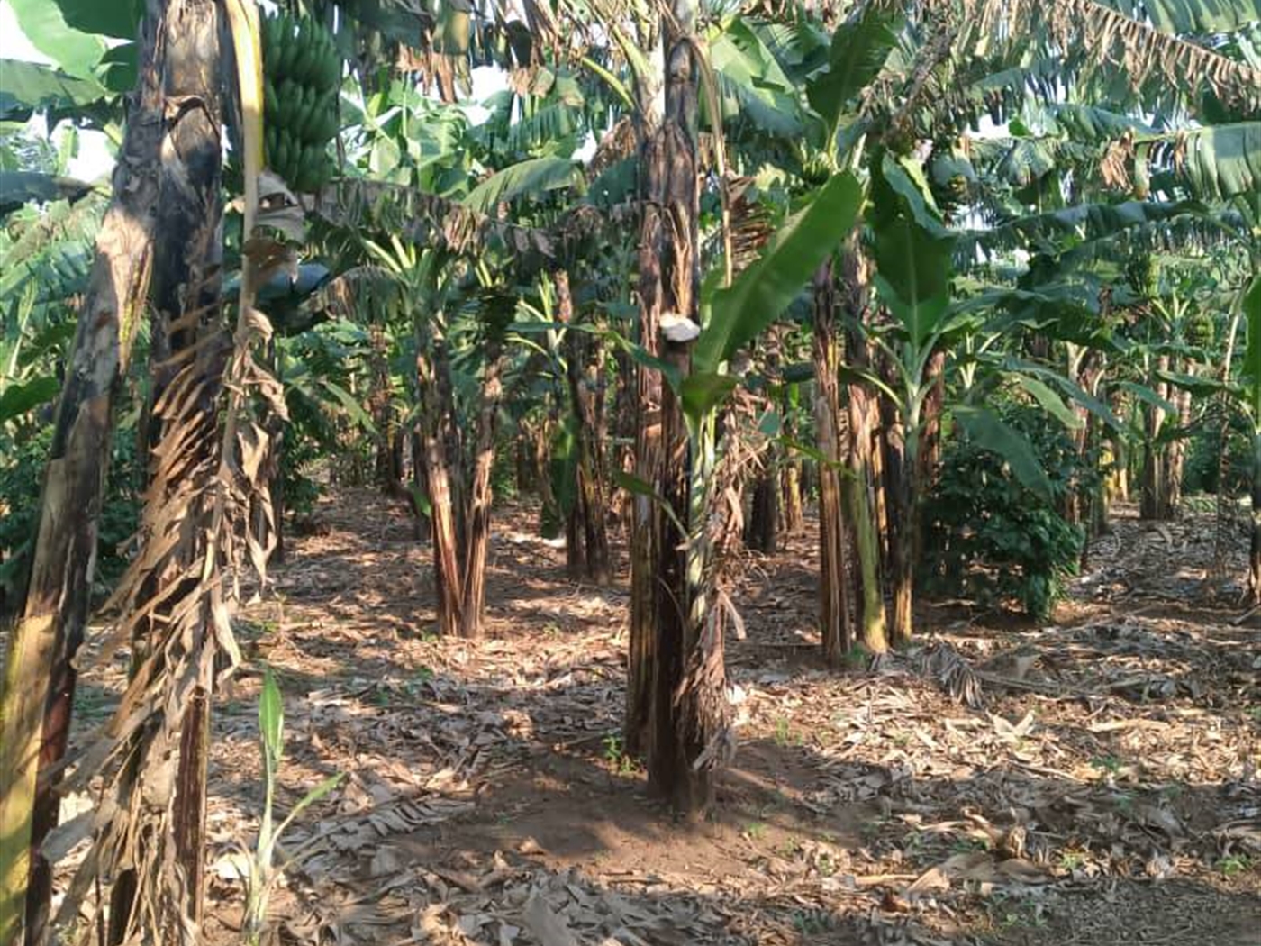 Agricultural Land for sale in Kapeeka Nakaseke