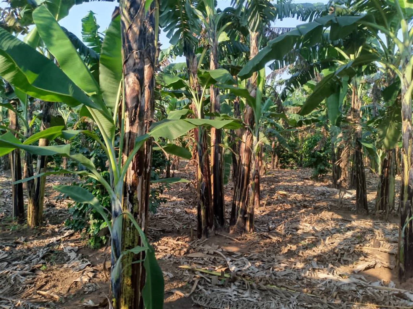 Agricultural Land for sale in Kapeeka Nakaseke