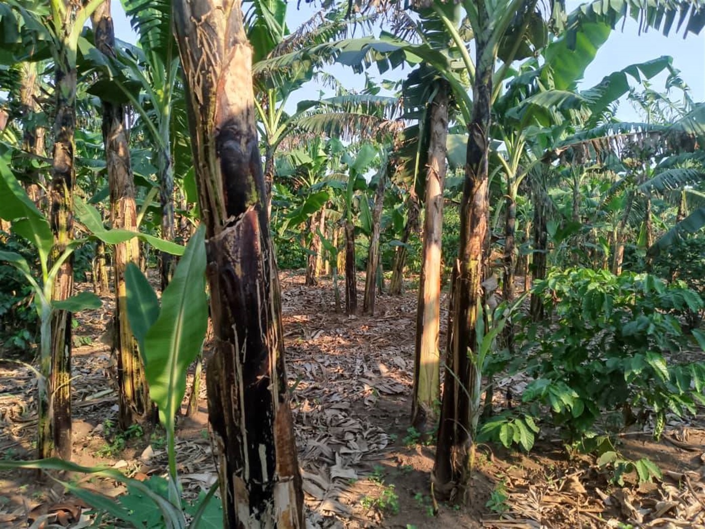 Agricultural Land for sale in Kapeeka Nakaseke