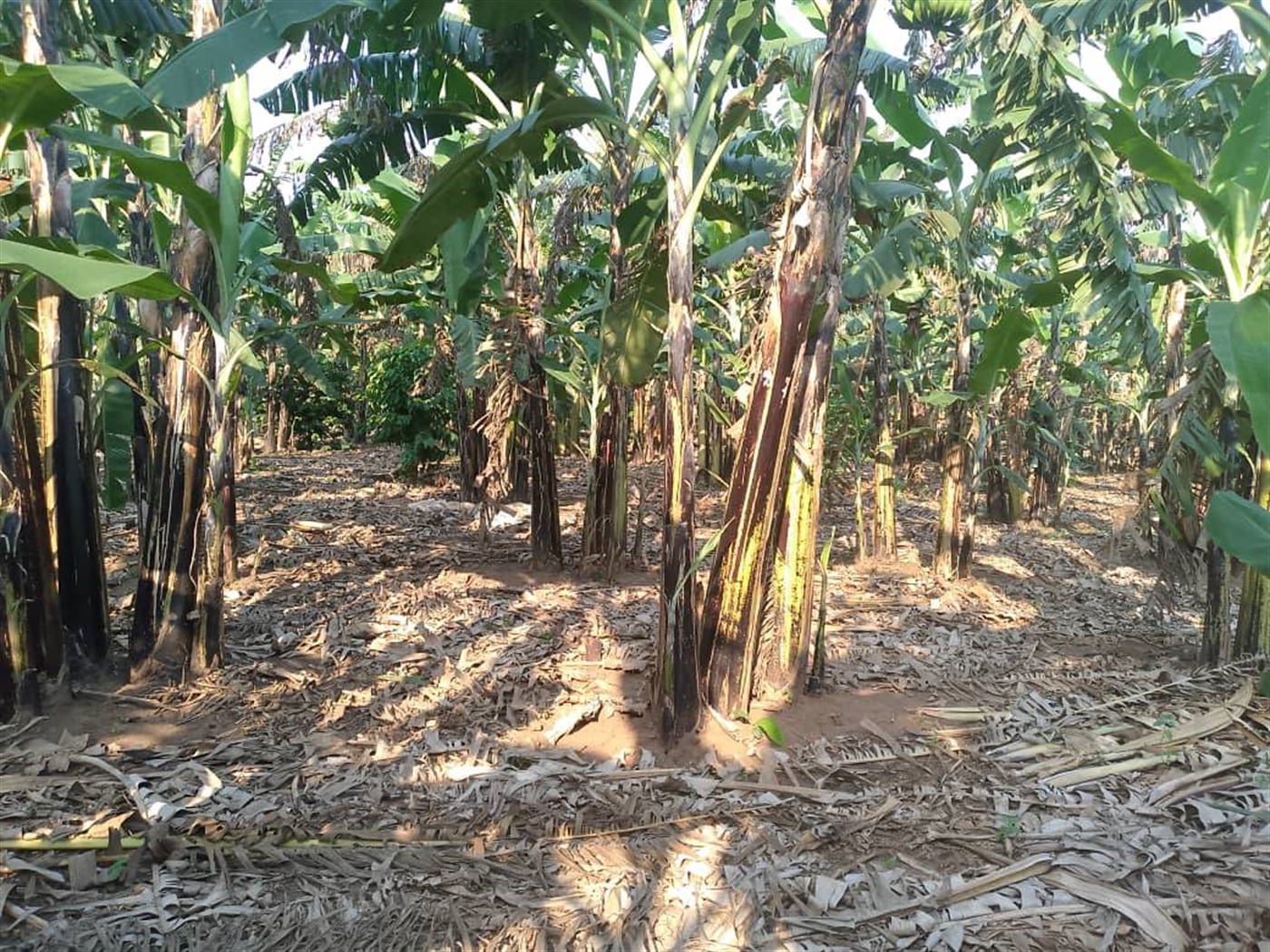 Agricultural Land for sale in Kapeeka Nakaseke