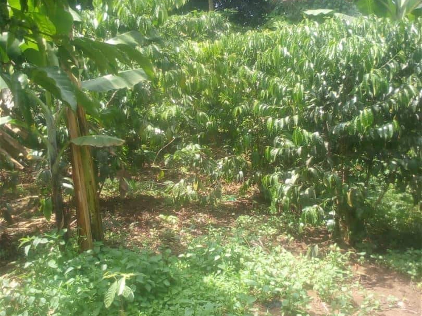 Agricultural Land for sale in Kiwoko Nakaseke