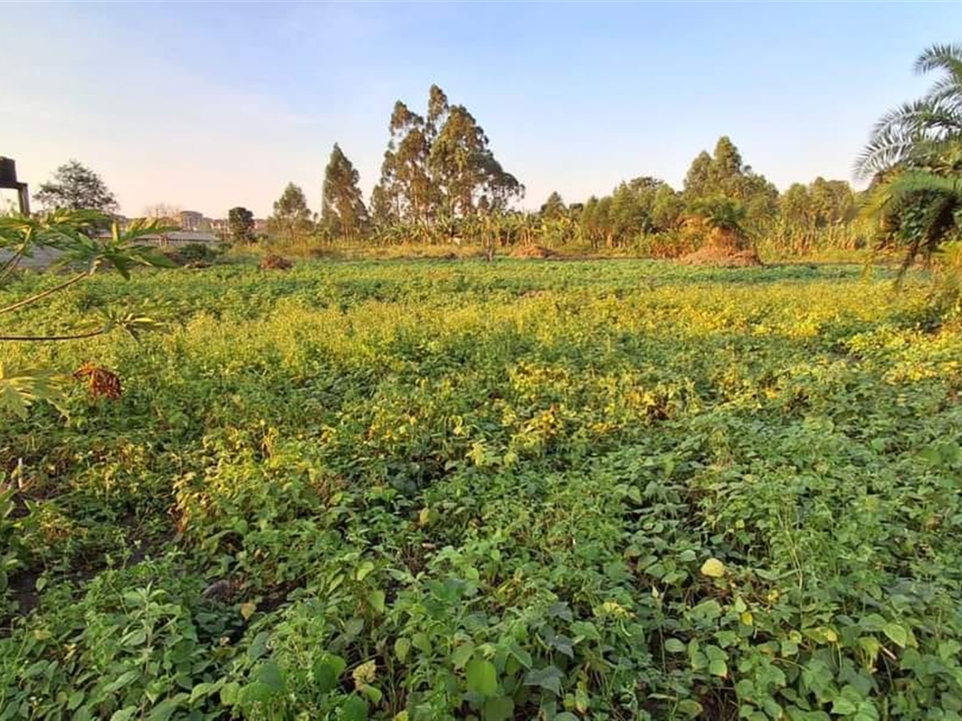 Residential Land for sale in Nsasa Wakiso