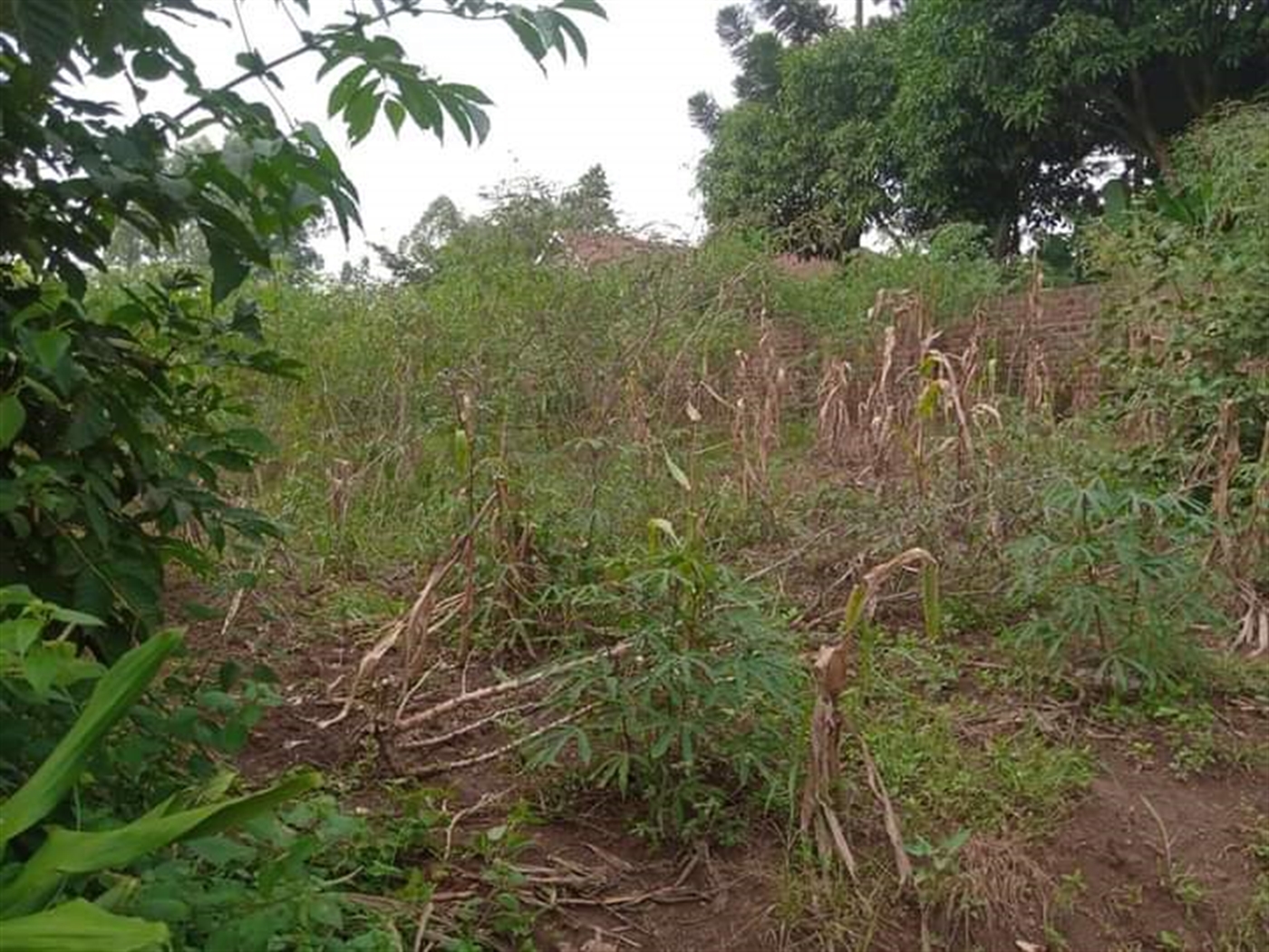 Residential Land for sale in Sonde Mukono