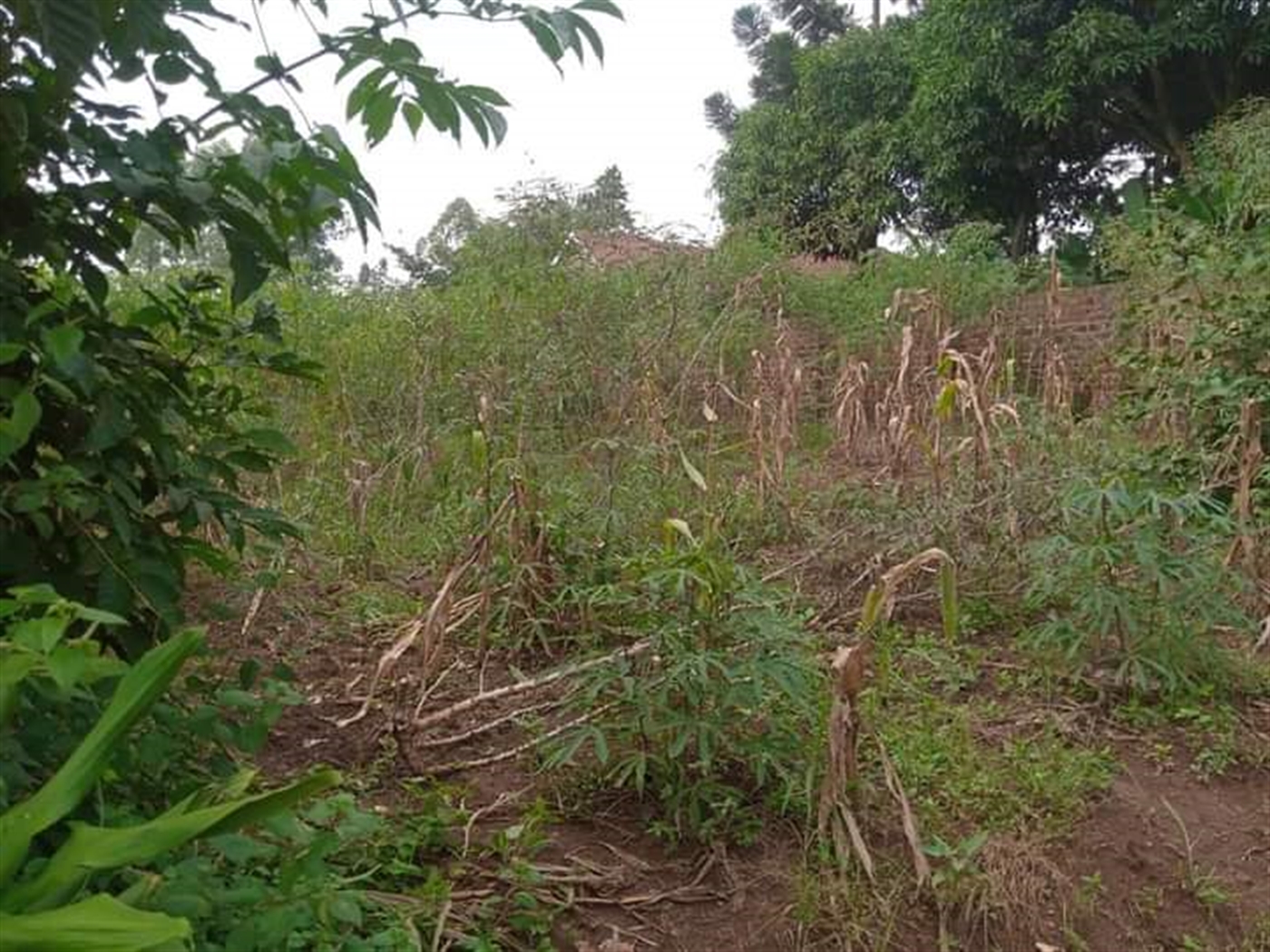 Residential Land for sale in Sonde Mukono