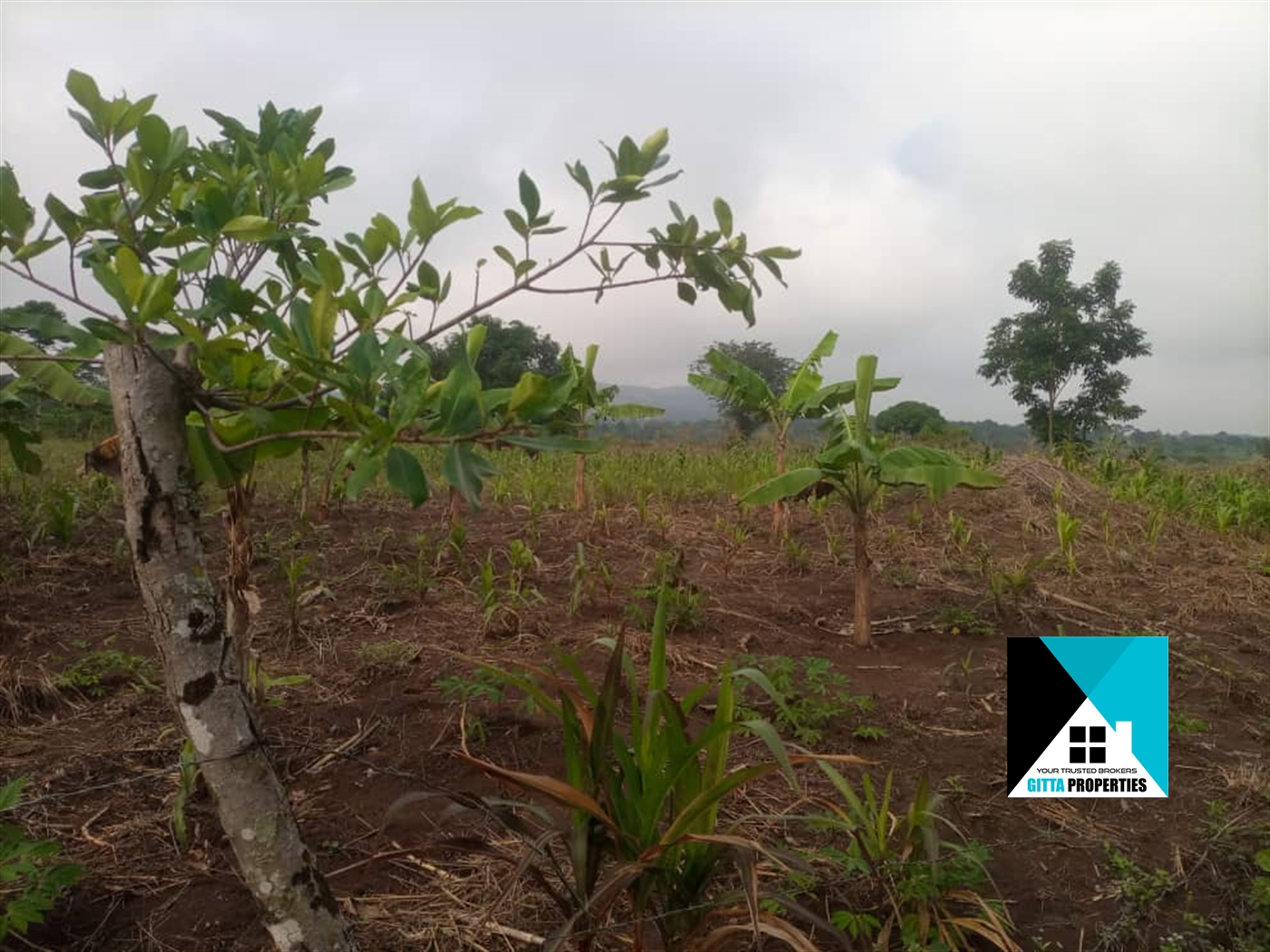 Agricultural Land for sale in Nabutaka Wakiso