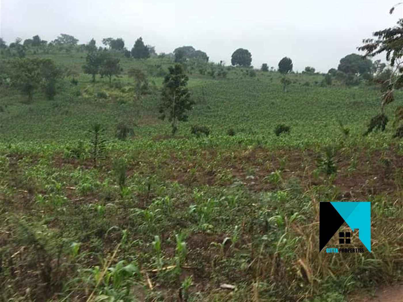 Multipurpose Land for sale in Kanoni Gomba