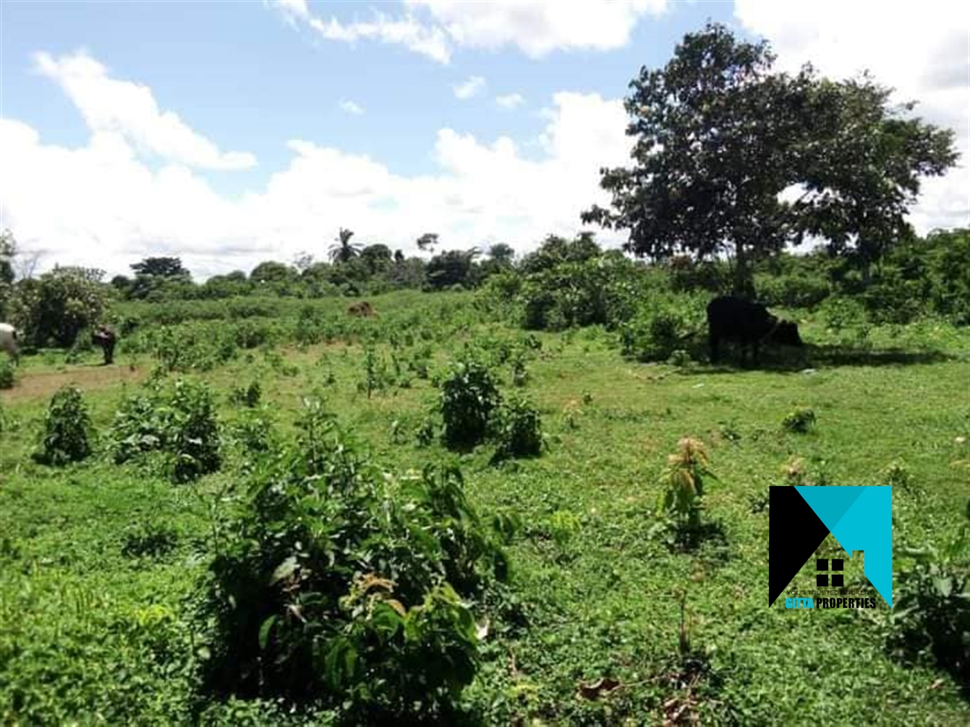 Multipurpose Land for sale in Kakindu Mubende