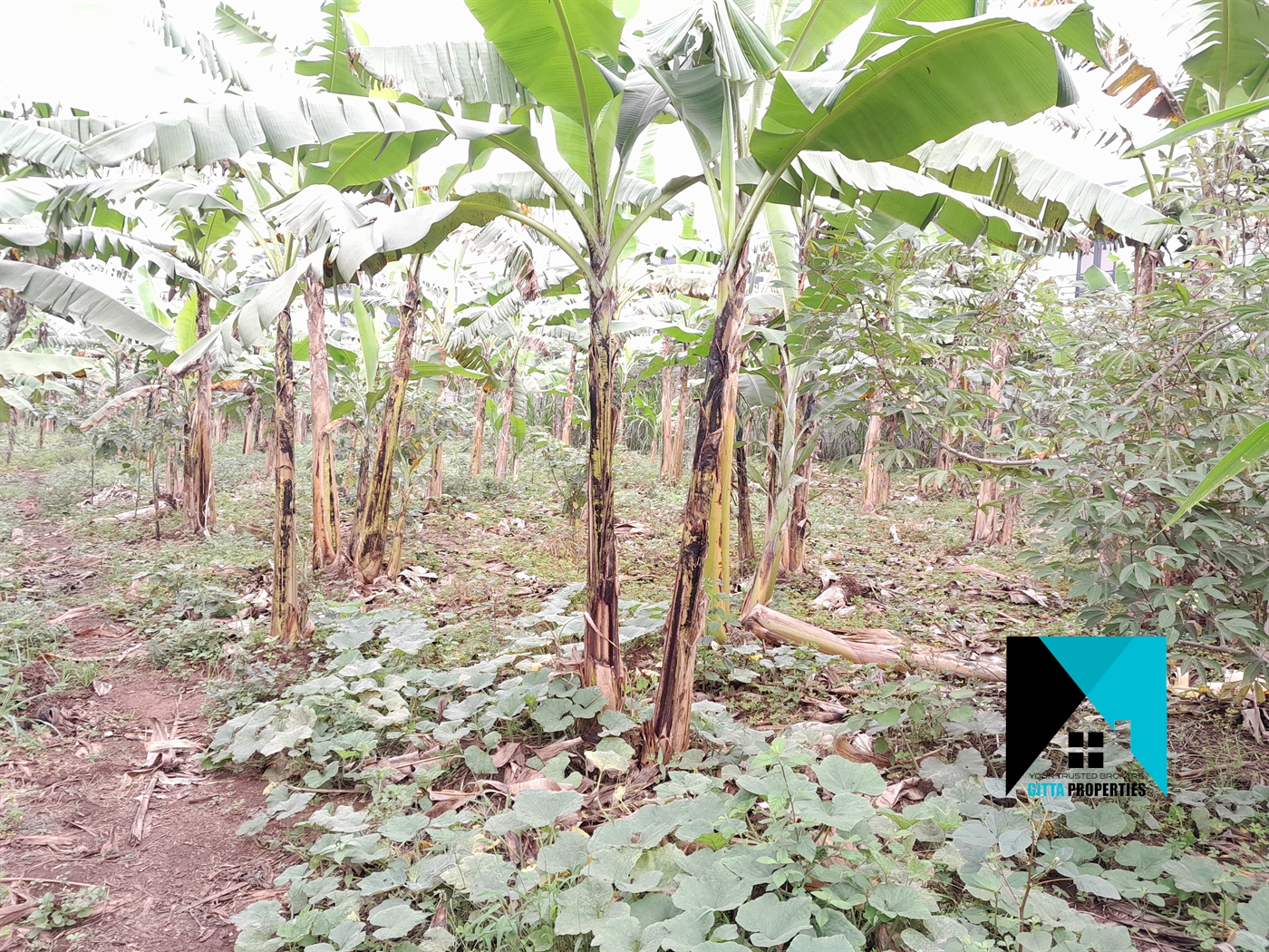 Residential Land for sale in Kitukutwe Wakiso