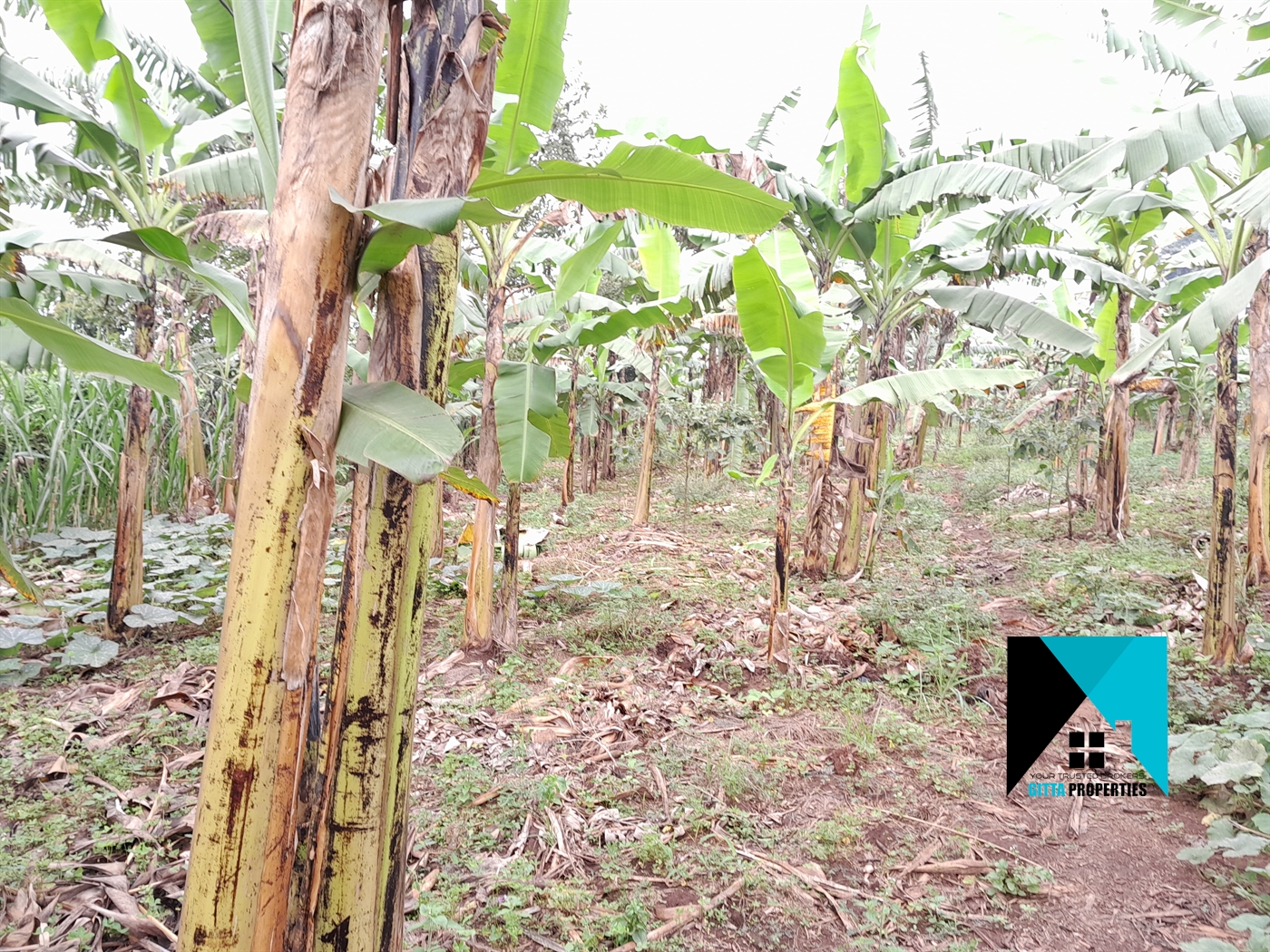 Residential Land for sale in Kitukutwe Wakiso