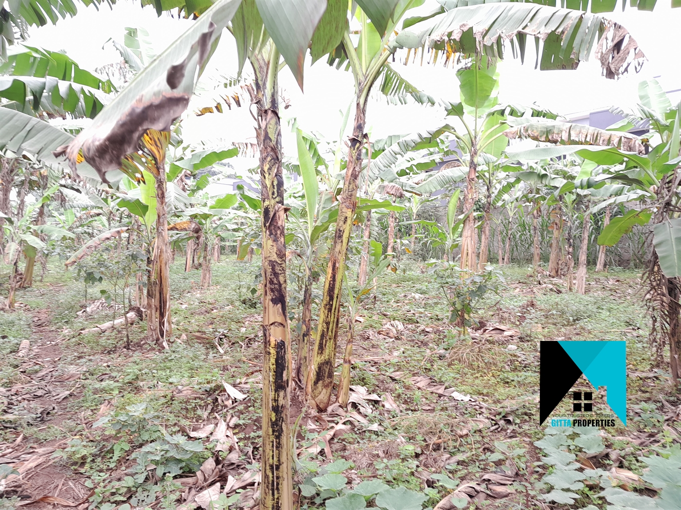 Residential Land for sale in Kitukutwe Wakiso