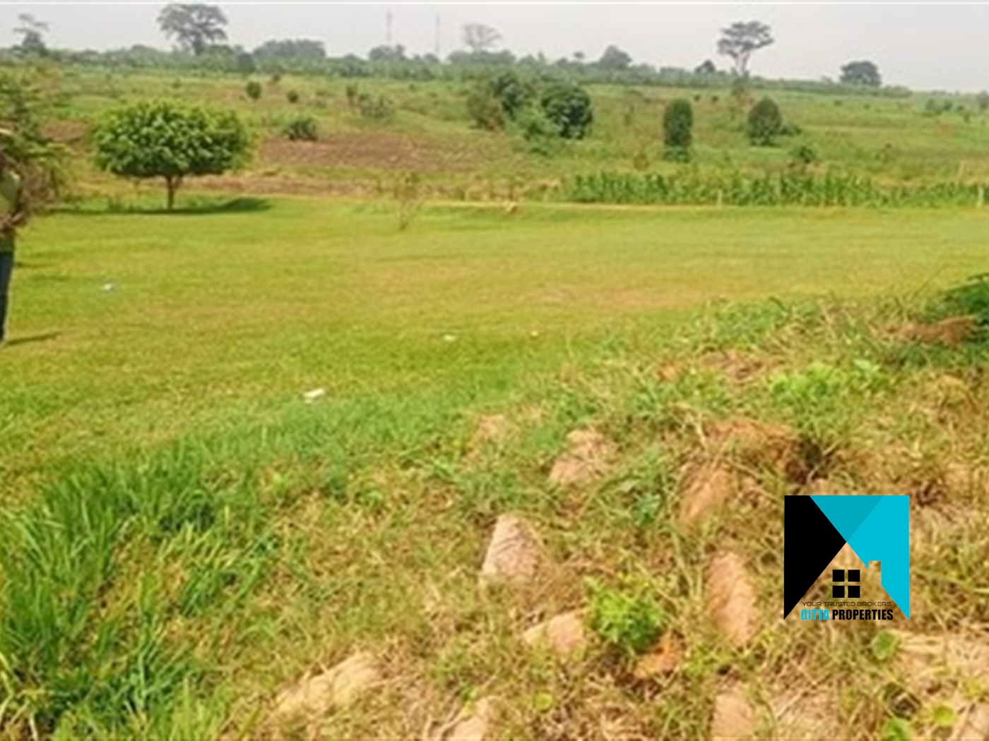 Residential Land for sale in Namulonge Wakiso