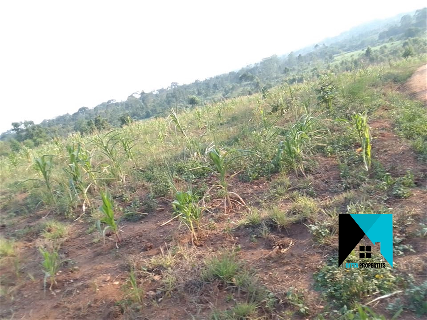 Residential Land for sale in Migadde Wakiso