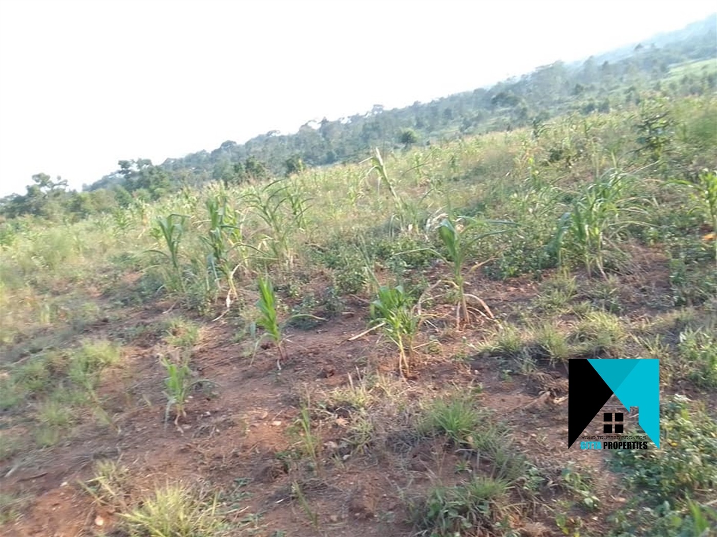 Residential Land for sale in Migadde Wakiso