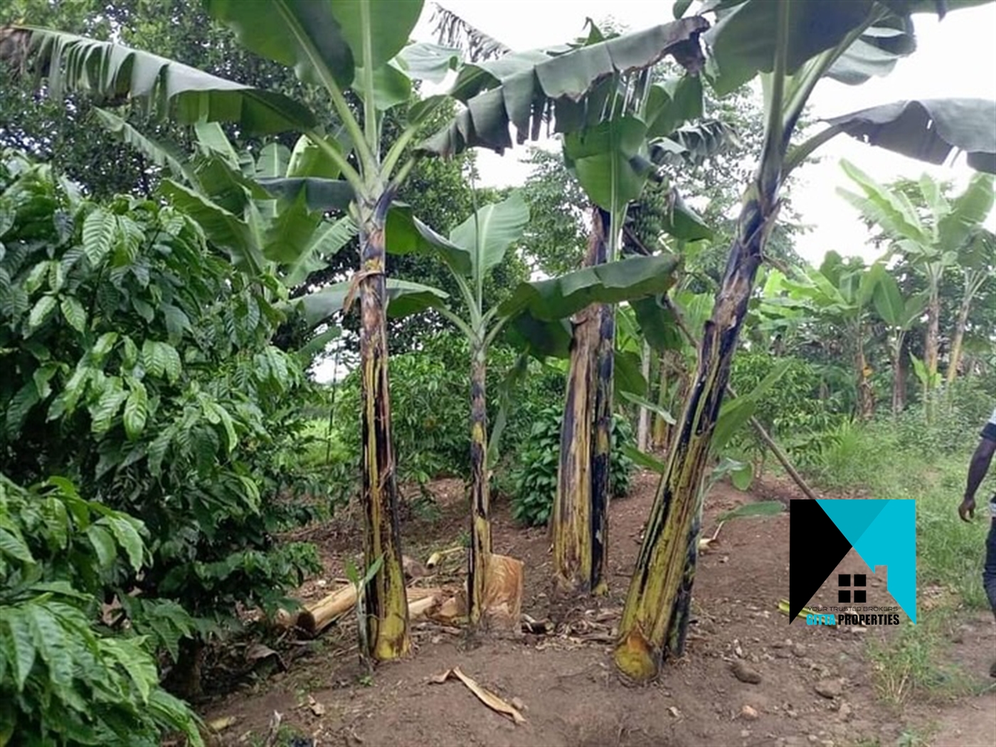 Multipurpose Land for sale in Wobulenzi Luweero