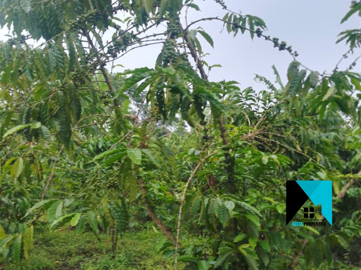 Multipurpose Land for sale in Wobulenzi Luweero