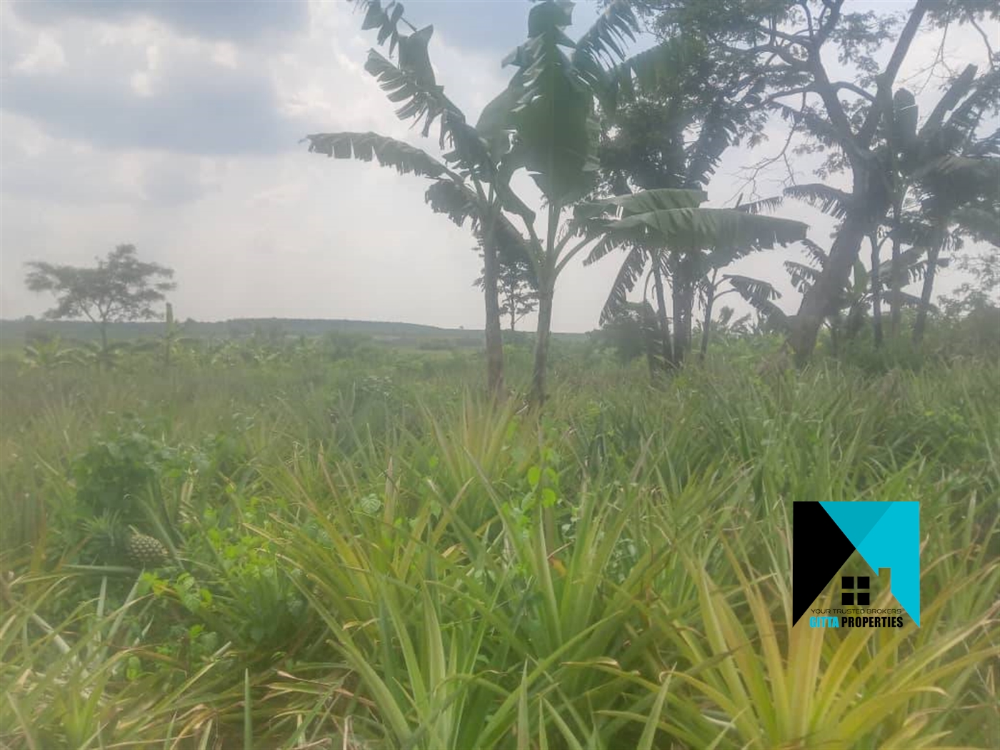 Multipurpose Land for sale in Ndibulungi Luweero