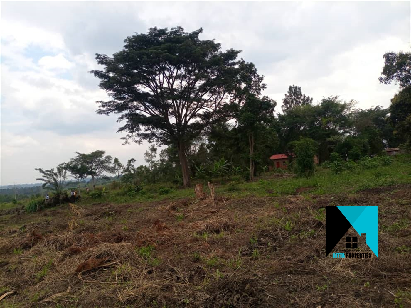 Multipurpose Land for sale in Kassanda Mityana