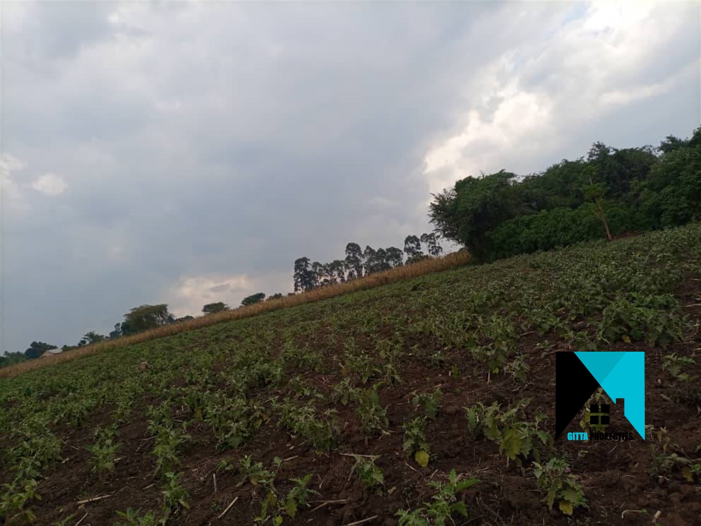 Multipurpose Land for sale in Kassanda Mityana