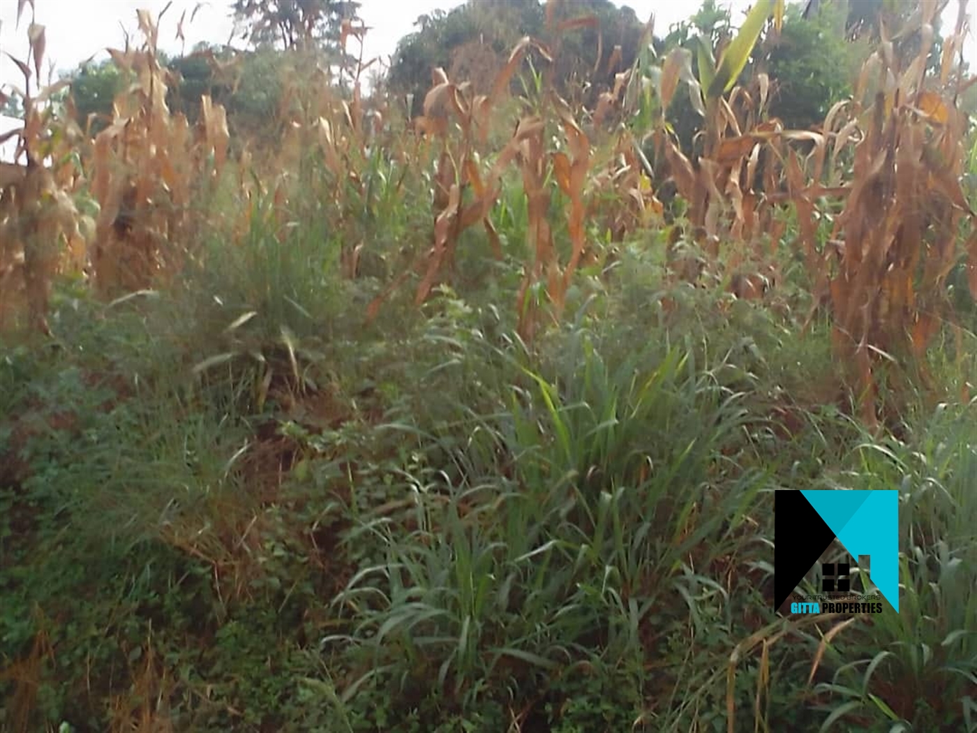 Multipurpose Land for sale in Kasana Luweero