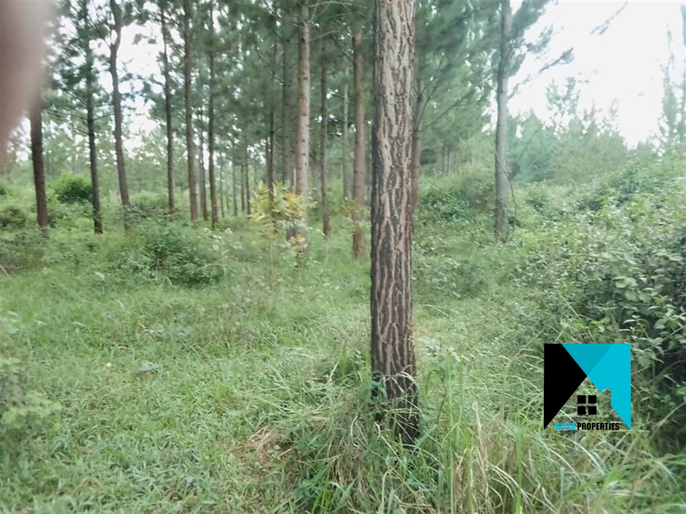 Multipurpose Land for sale in Kakooge Nakasongola